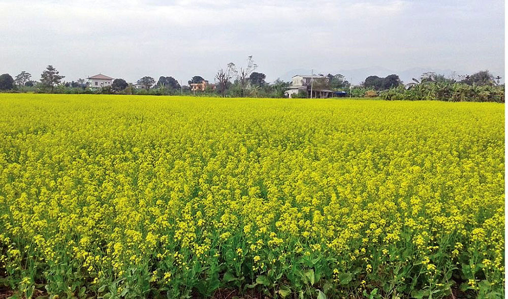 तेलहन खेती बढ्यो